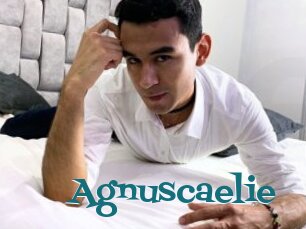 Agnuscaelie